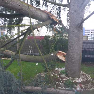 Einer von wenigen Einsätzen wegen des Sturms in Trier: Teile eines Baums stürzten in Trier-Nord auf Fahrzeuge. Foto: Feuerwehr Trier
