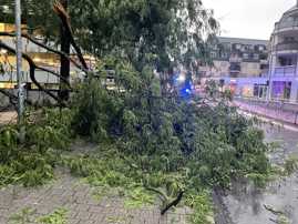 Das Bild zeigt Äste, die am Straßenrand liegen. Rechts ist die Walramsneustraße zu sehen.