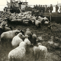 Schwarz-weiß Foto: Rund 50 Schafe werden von der Insel auf ein Boot verladen.